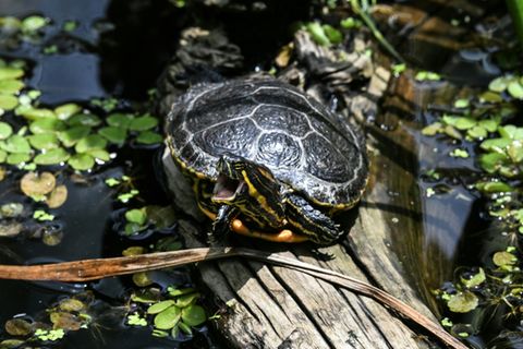 Gelbbauch-Schmuckschildkröte in einem botanischen Garten in Mexiko Stadt