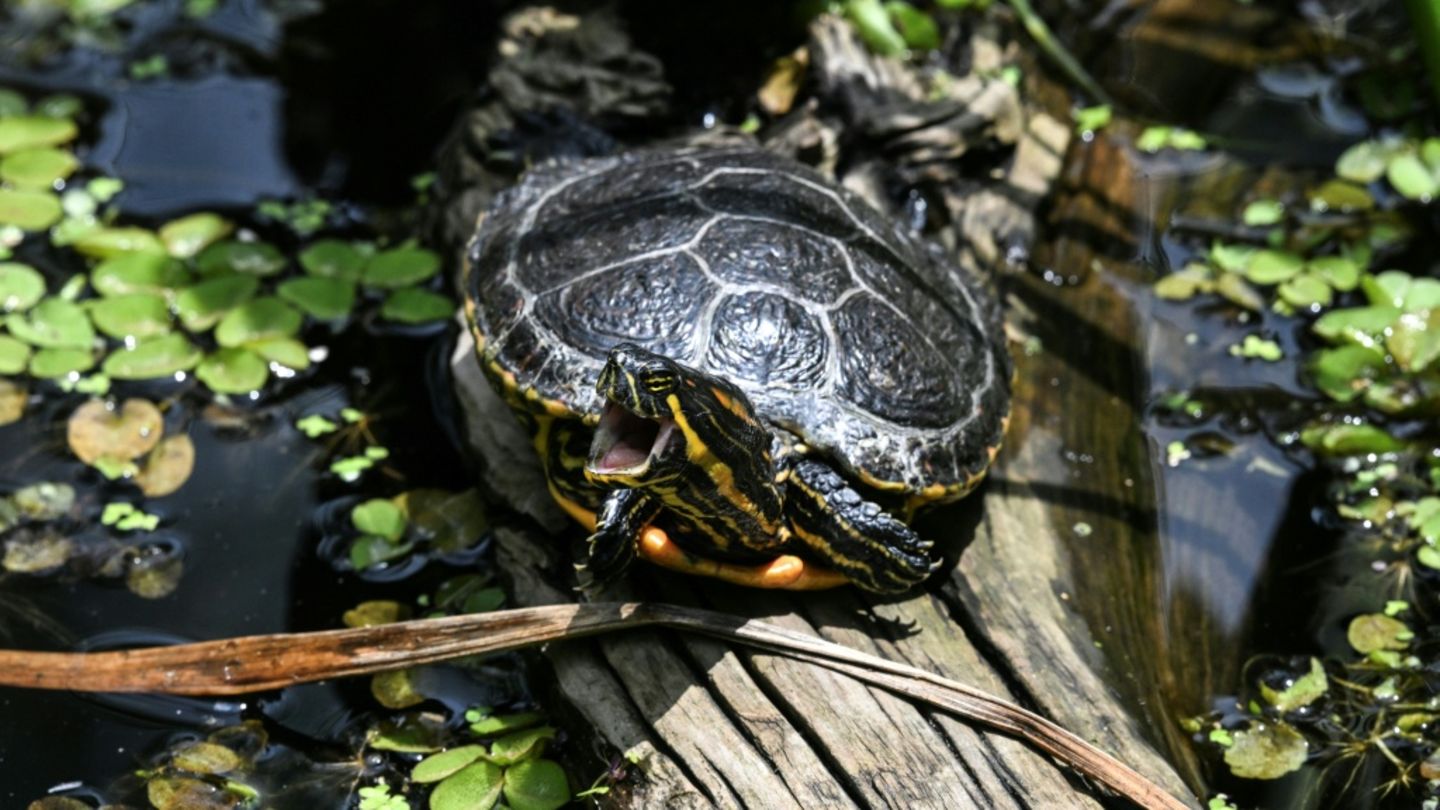 Gelbbauch-Schmuckschildkröte in einem botanischen Garten in Mexiko Stadt