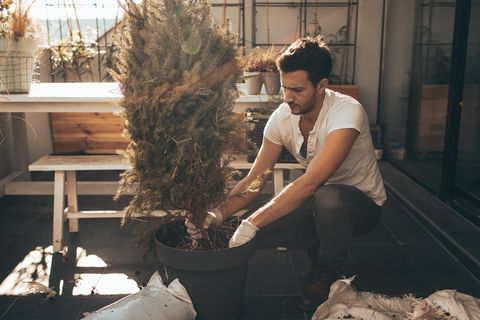 Mann pflanzt Bäume für den Balkon ein