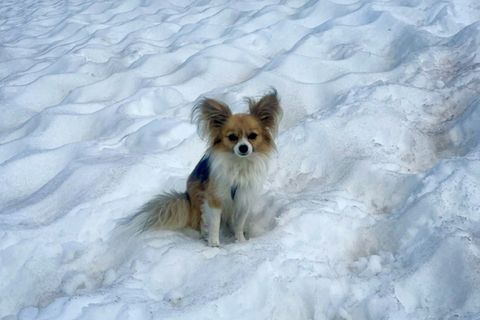 Von Air Zermatt bereitgestelltes Foto des Chihuahuas