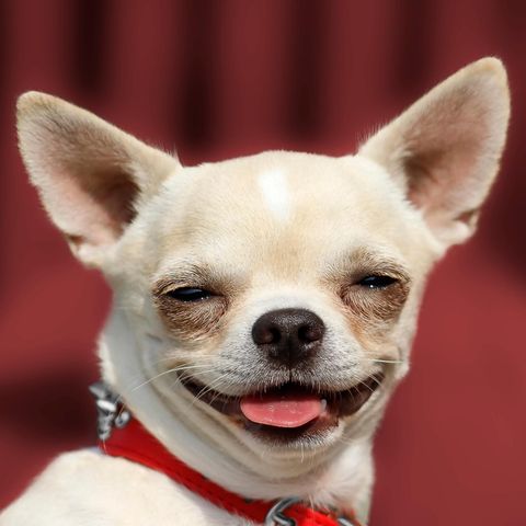 A chihuahua