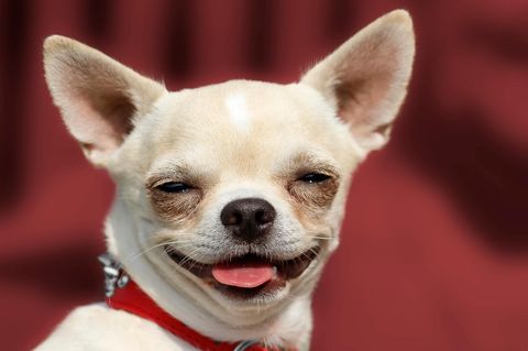 Ein Chihuahua