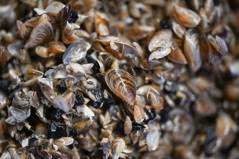 Quagga-Muscheln im Bodensee