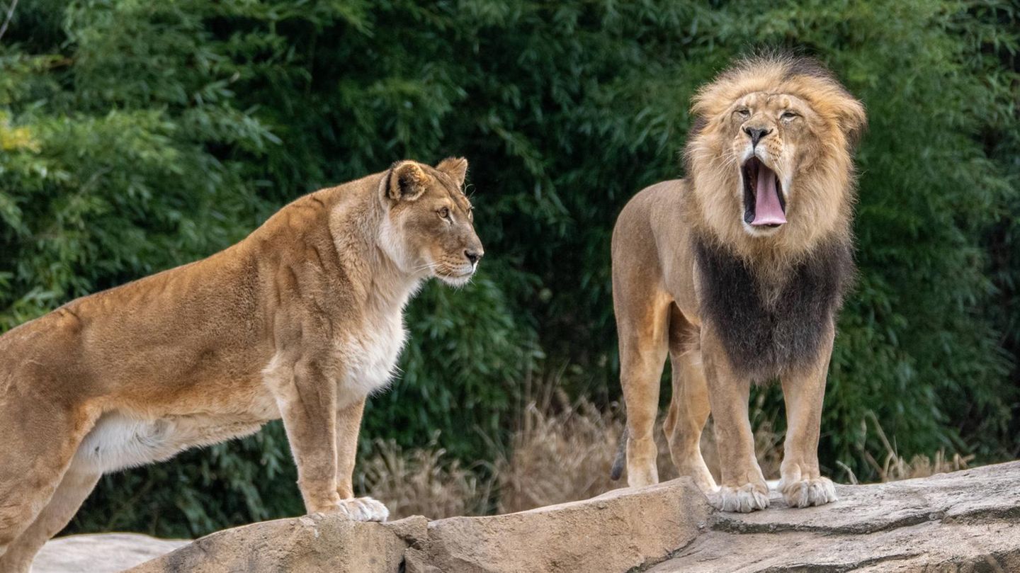 Zwei Löwen in einem Zoo