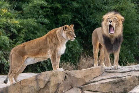 Zwei Löwen in einem Zoo