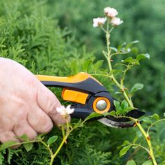 Garten Angebote: Gartenschere beim Rosen schneiden
