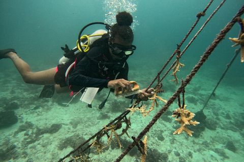 Sisyphus-Arbeit auf den Seychellen: Einmal pro Woche befreit Fanchette die Zuchtkorallen von schädlichen Algen mit einer Bürste