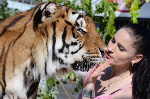 "Tiger Queen": So lebt eine Dompteurin mit zehn Tigern zusammen