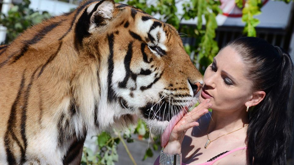 "Tiger Queen": So lebt eine Dompteurin mit zehn Tigern zusammen