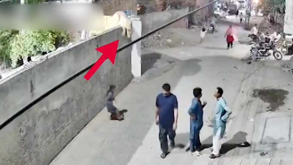 Schockmoment: Löwe flieht aus Privat-Gehege und greift Passanten an Löwe springt in Lahore, Pakistan über eine Mauer in eine belebte Straße