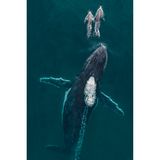 Zwei große Tümmler mit einem Buckelwal