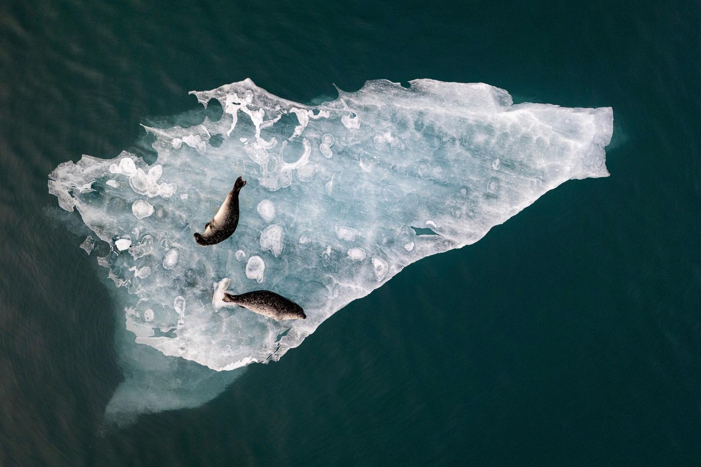 Zufrieden faulenzen diese beiden Robben auf einer Eisplatte, die durch den Gletschersee Jökulsárlón treibt. Der See im Osten Islands ist bekannt für schwimmende Eisberge, die sich von einer Gletscherzunge ablösen und bis zu 15 Meter dick sind. Abhängig von den darin enthaltenen Kristallen oder vulkanischer Asche schimmern sie weiß, blau oder gar grau und schwarz. Fabian Guittard erhält für das Foto den "Chairman's Award"