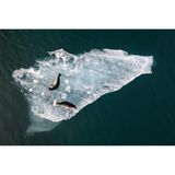 Zufrieden faulenzen diese beiden Robben auf einer Eisplatte, die durch den Gletschersee Jökulsárlón treibt. Der See im Osten Islands ist bekannt für schwimmende Eisberge, die sich von einer Gletscherzunge ablösen und bis zu 15 Meter dick sind. Abhängig von den darin enthaltenen Kristallen oder vulkanischer Asche schimmern sie weiß, blau oder gar grau und schwarz. Fabian Guittard erhält für das Foto den "Chairman's Award"