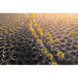 Grüne Bäume wachsen aus schwarzer Erde