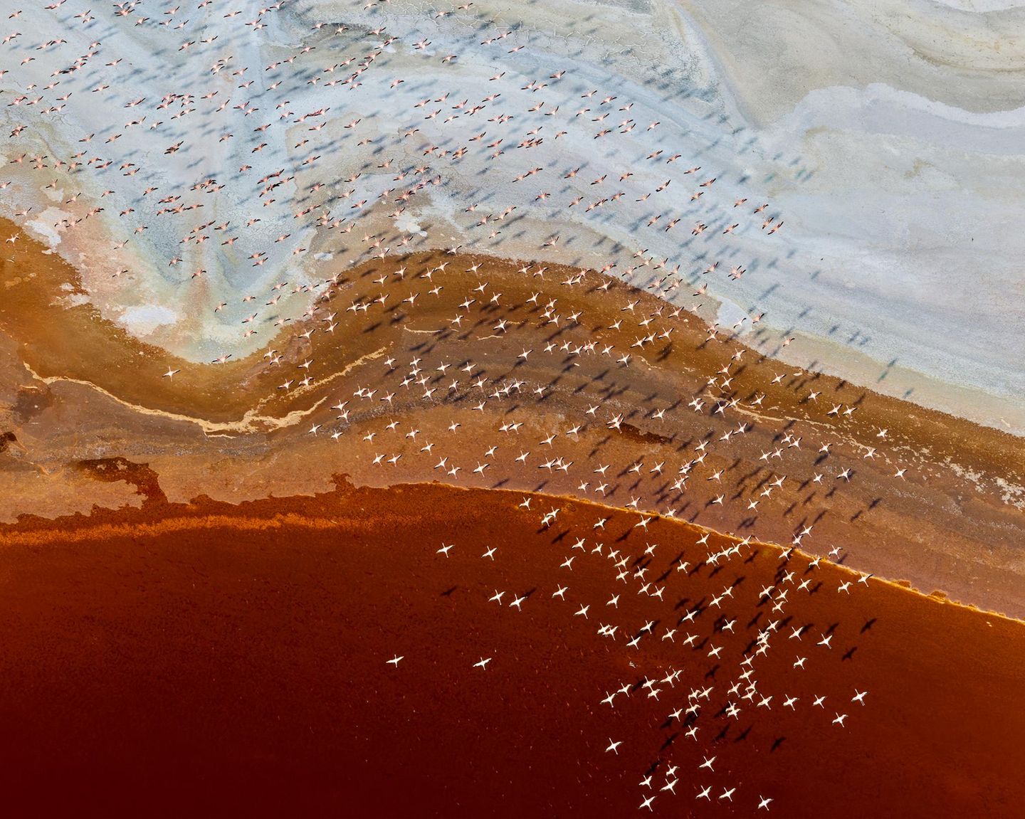 Rotes Salz Flamingos über den kenianischen Magadisee