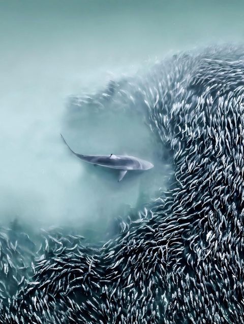 Ein Schwarm Atlantischer Menhaden