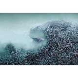 Ein Schwarm Atlantischer Menhaden