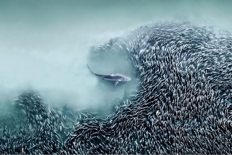Ein Schwarm Atlantischer Menhaden
