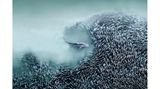 Ein Schwarm Atlantischer Menhaden