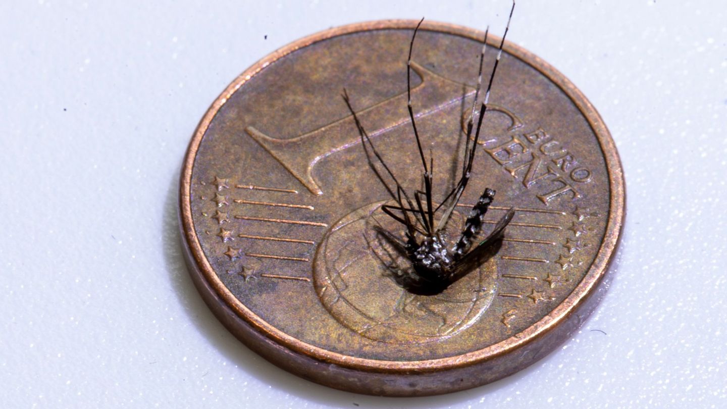 Chikungunya infection in Alsace-near the German border
