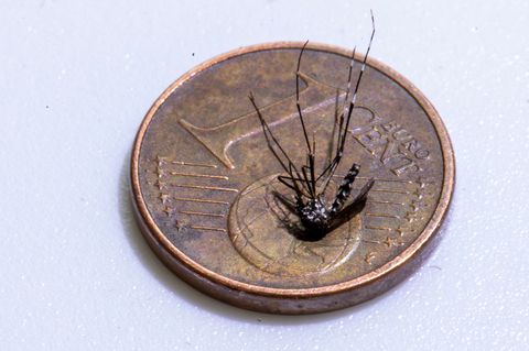 Unweit der deutschen Grenze im Elsass ist eine Infektion mit dem Chikungunya-Virus entdeckt worden