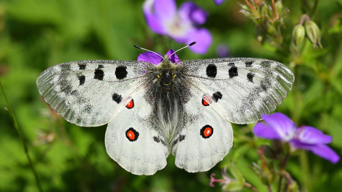 Artenschutz Apollofalter