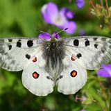 Artenschutz Apollofalter