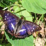 Artenschutz Schillerfalter