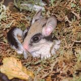 Artenschutz Gartenschläfer