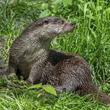 Artenschutz Fischotter