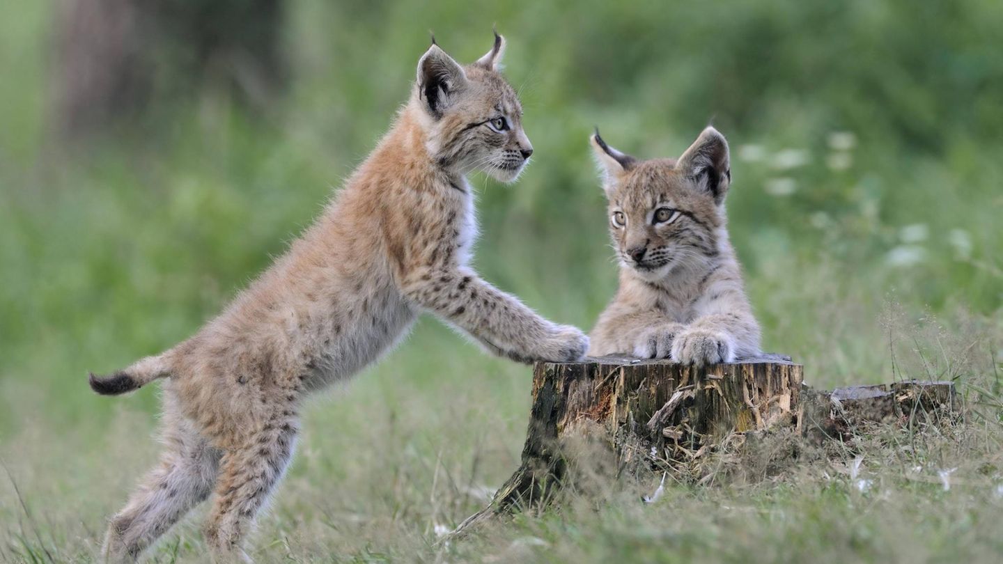 Artenschutz Luchs