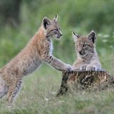 Artenschutz Luchs