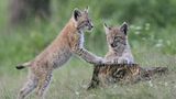 Artenschutz Luchs