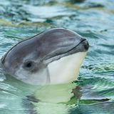 Artenschutz Schweiswal