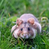 Artenschutz Feldhamster