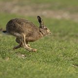 Artenschutz Feldhase