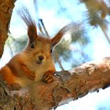 Artenschutz Eichhörnchen