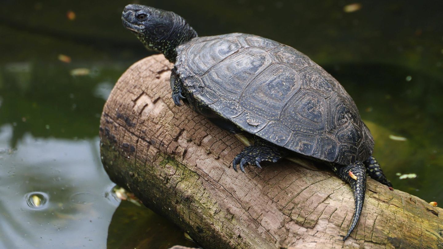 Artenschutz Sumpfschildkröte Artenschutz Sumpfschildkröte