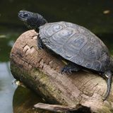 Artenschutz Sumpfschildkröte