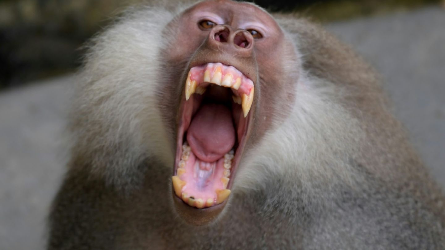 Pavian in Zoo