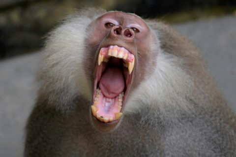 Pavian in Zoo