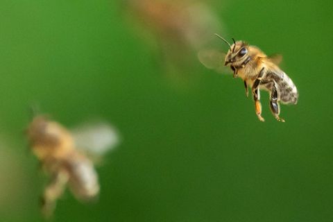 Ein Bienenschwarm