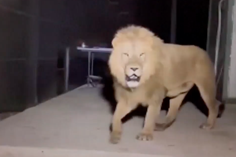 Löwe namens Zeus streunert durch die Gegend Antalya