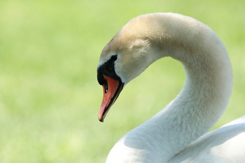 Schwan