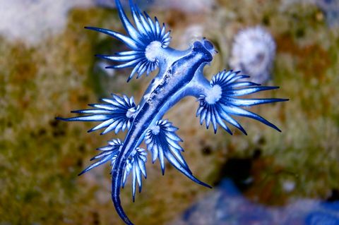 Meeresschnecke "Blauer Drache" schwimmt in Nähe der Wasseroberfläche