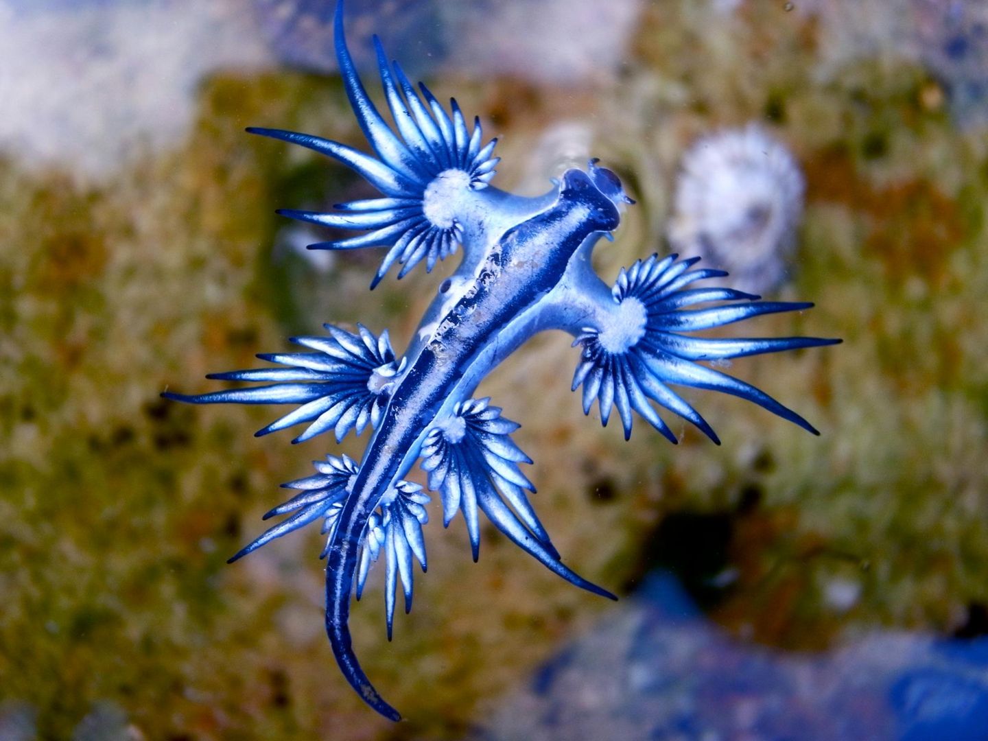Meeresschnecke "Blauer Drache" schwimmt in Nähe der Wasseroberfläche