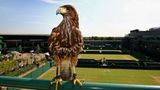 Der Adler Rufus vertreibt andere Vögel vom Tennisgelände in Wimbledon