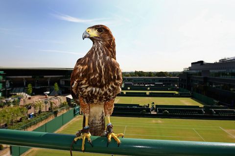 Der Adler Rufus vertreibt andere Vögel vom Tennisgelände in Wimbledon