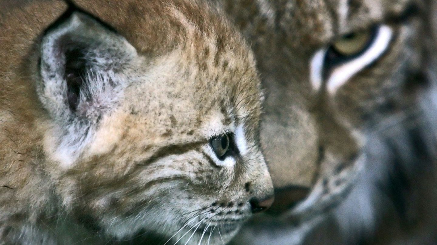 Luchs-Junges mit Muttertier
