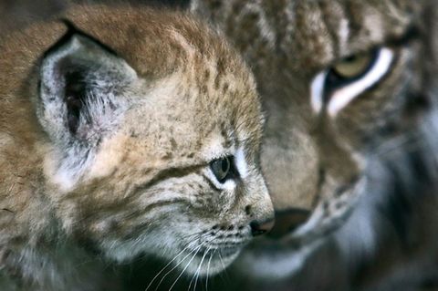 Luchs-Junges mit Muttertier